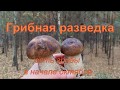 Грибная разведка. Есть грибы в начале октября!