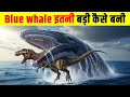 Blue Whale इतनी बड़ी कैसे बनी? Why are blue whales bigger than dinosaurs?