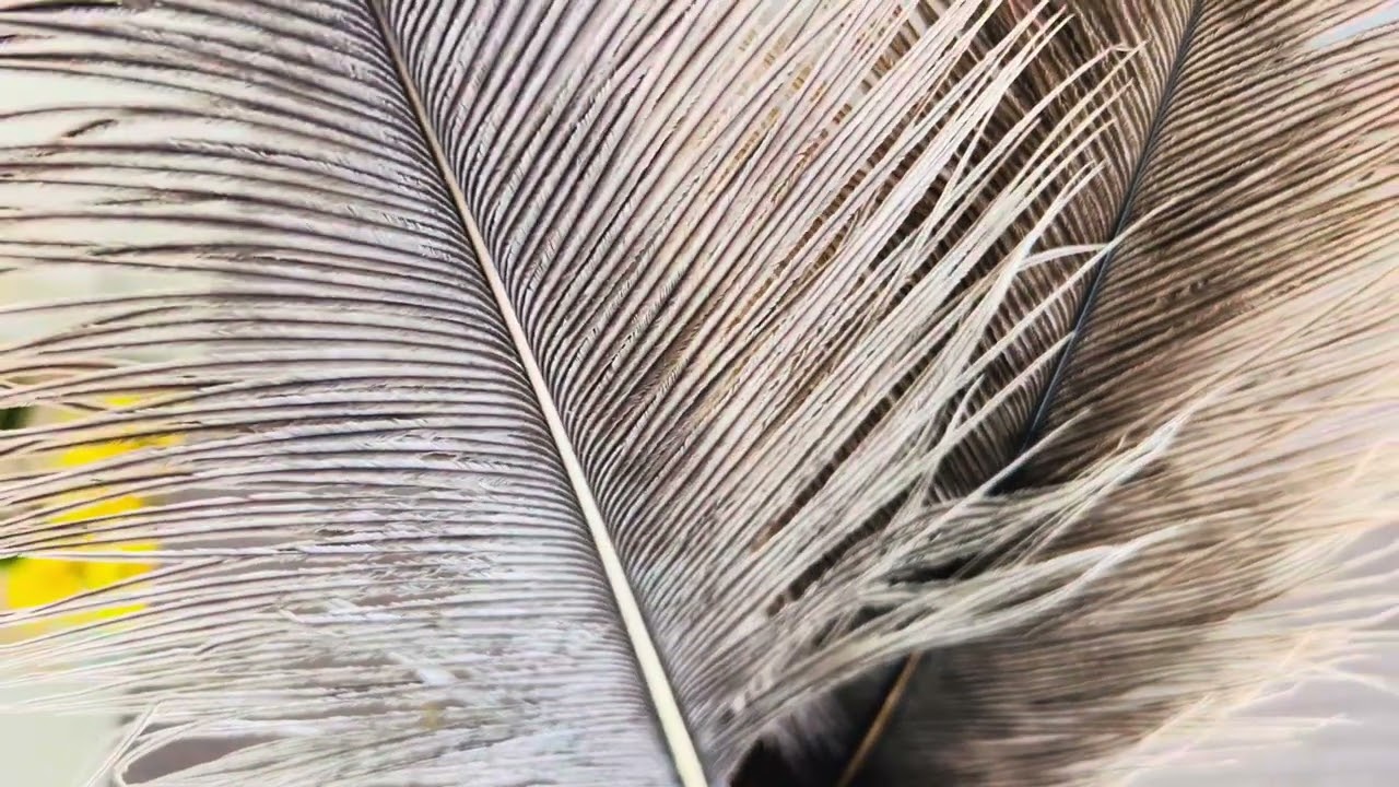 Ostrich Feathers Details Texture Shapes Symmetrical Shape Lines Rough Smooth Display Tourists Attrac