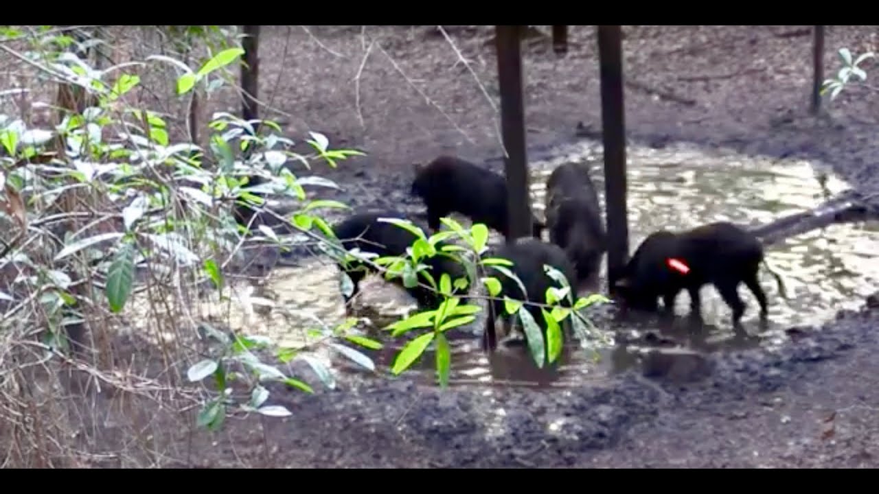 Episode 013 Bow Hunting Florida Hogs over Water YouTube