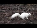 White Squirrel Edinburgh