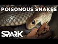 Australia's Most Poisonous Snakes | World's Worst Venom | Spark