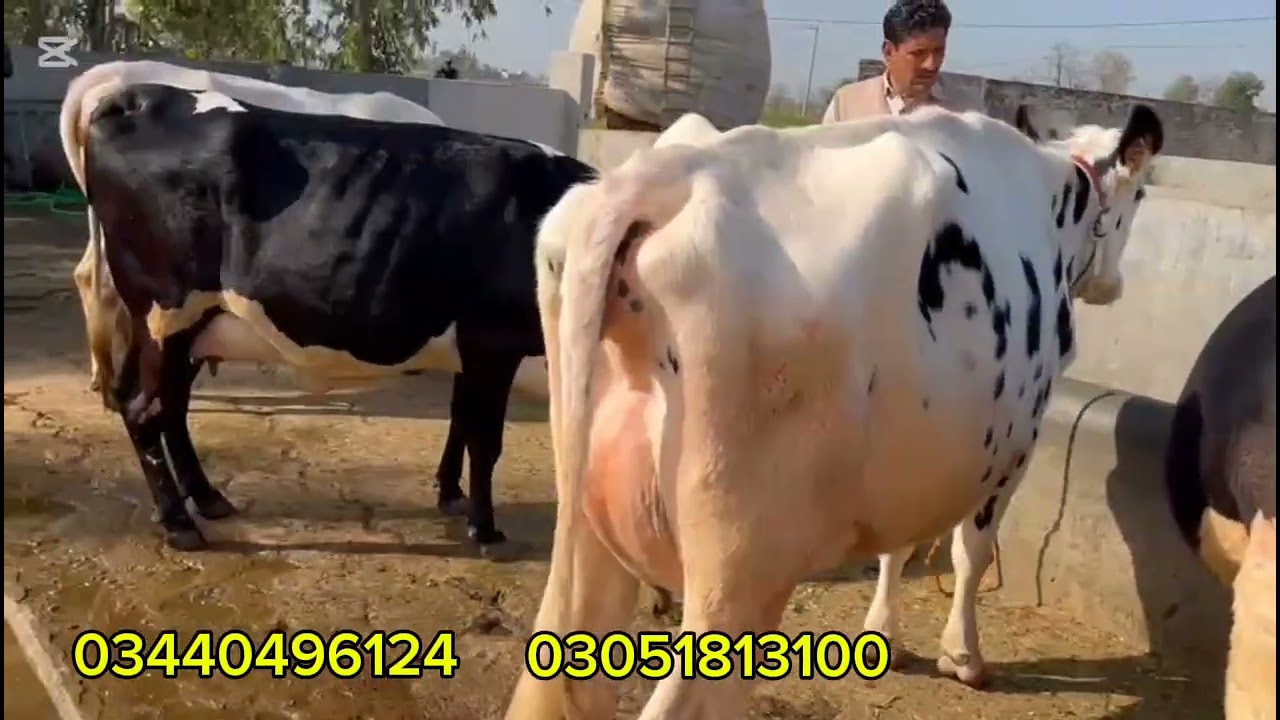 سردار عاصم ڈوگر کے ڈیرے پر سیالکوٹ کی 5 ٹاپ کلاس گائیں موجود