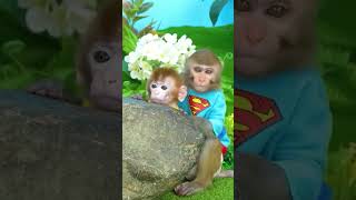 #monkey #monkeybaby #animalshome #entertainment #abc #baby