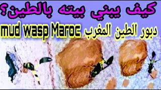 شاهذ|كيف يبني دبور الطين بيته الطيني بالتفاصيل سبحان الخالق:mud wasp