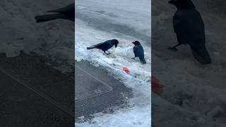 Japanese Crow Is So Big, To Compare With Singapore Crow