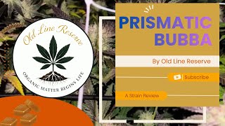 Prismatic Bubba Strain Review | Organic Living Soil HPS Grow (Old Line Reserve)