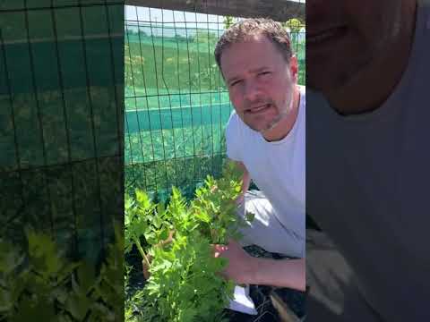 Video: Dividing piante di levistico - Come dividere le piante di levistico