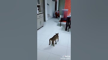 Thumbnail of Kucing takut hantu😬😱