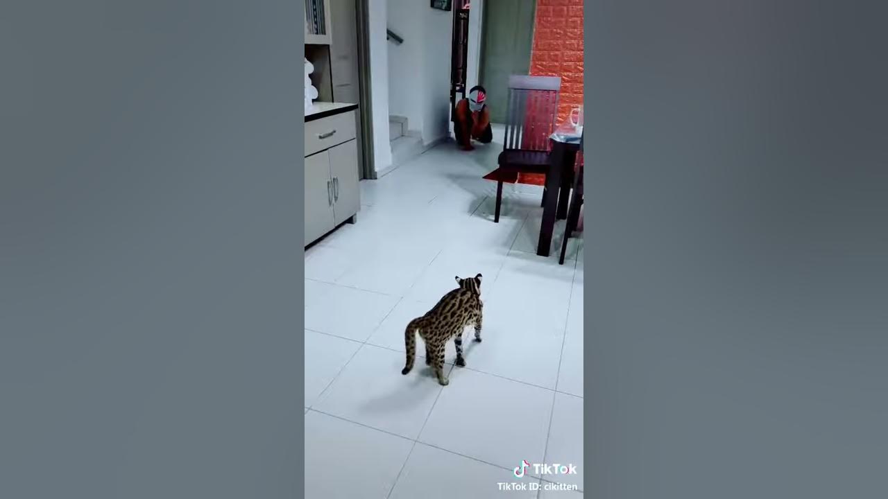 Kucing takut hantu😬😱