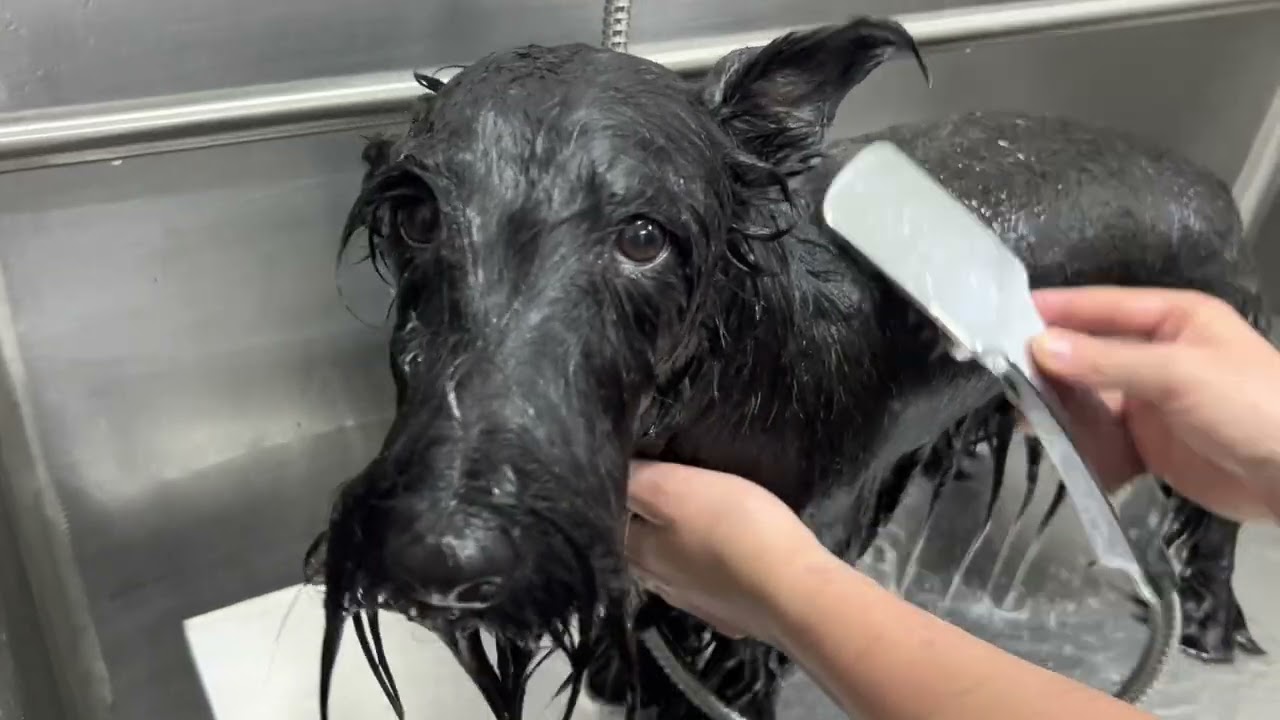 Scottish terrier Berlín, nos encanta esta raza