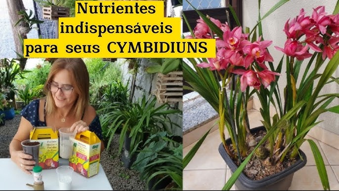 🔵VEJA porque seu CYMBIDIUM NÃO FLORESCE!🌼🌺☹️ ✅️Super DICAS de Cultivo!# orquidea #cymbidium - thptnganamst.edu.vn