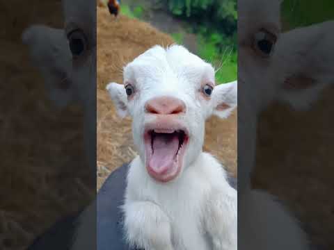 ههههههه لما اتكون لحلاك بدك حدي يسليك ستوريات مضحكة اشتركوووو كلمات Shorts