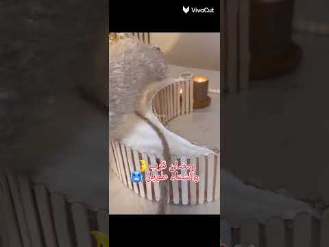 زينة رمضان الجزء 5 اجمل فانوس لرمضان  لايك اشتراك ترند تيك توك اكسبلور رمضان 2026