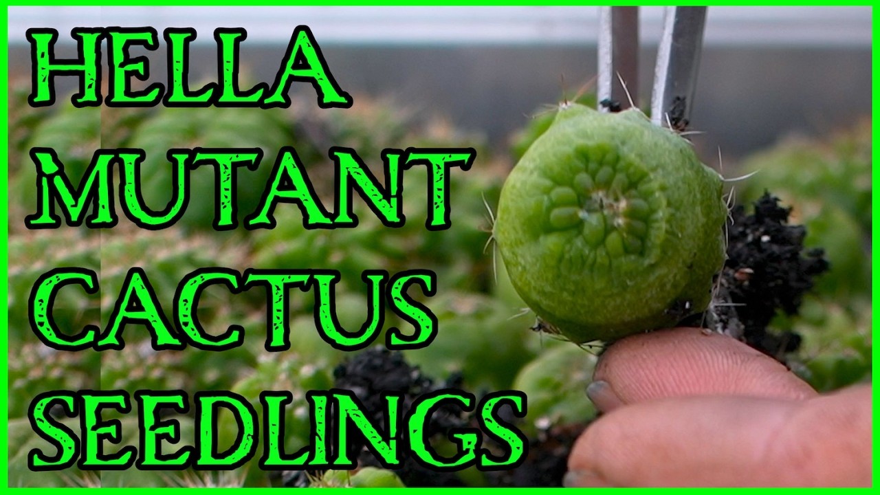Mutant San Pedro Cactus Invasion, Meet the Monstrose - YouTube