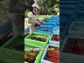 “Hidroponia desde cero: cómo cultivar alimentos sin tierra, ahorrar en comida
