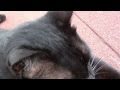 SACANDO A PASEAR AL GATO!