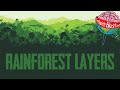 Rainforest Layers Quiz