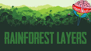 The 4 Layers of the Rainforest