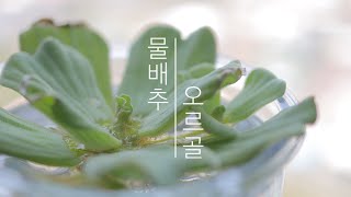 [SUB ENG] 물배추 오르골 ASMR | 수초 검역 | 물멍 | Water Lettuce Orgel | disinfect aquarium plant | MulMung