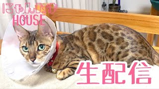 【生配信6/2】子猫は今日で90日目になります