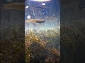 野生メダカと水草から酸素ブクブク