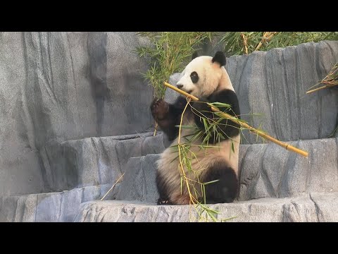 《熊貓播報》“雲川”和“鑫寶”在美國的第一個春節 | iPanda熊貓頻道