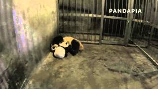 pandapia 20140327-月亮室內-星雅帶雅二1