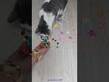 Reverse ASMR with cute cat Bella and colorful beads😺✨️ #satisfying #relaxing #stressrelief #catasmr