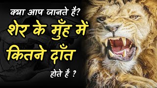 शर क दत Lion Teeth Factujala