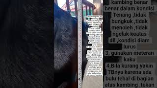 Cara mengukur TInggi Badan Kambing (Tinggi Gumba) ,Yang sering saya gunakan caranya 👍#goat  #fyp