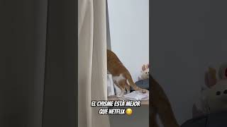 Yo No Me Pierdo Ni Un Chisme