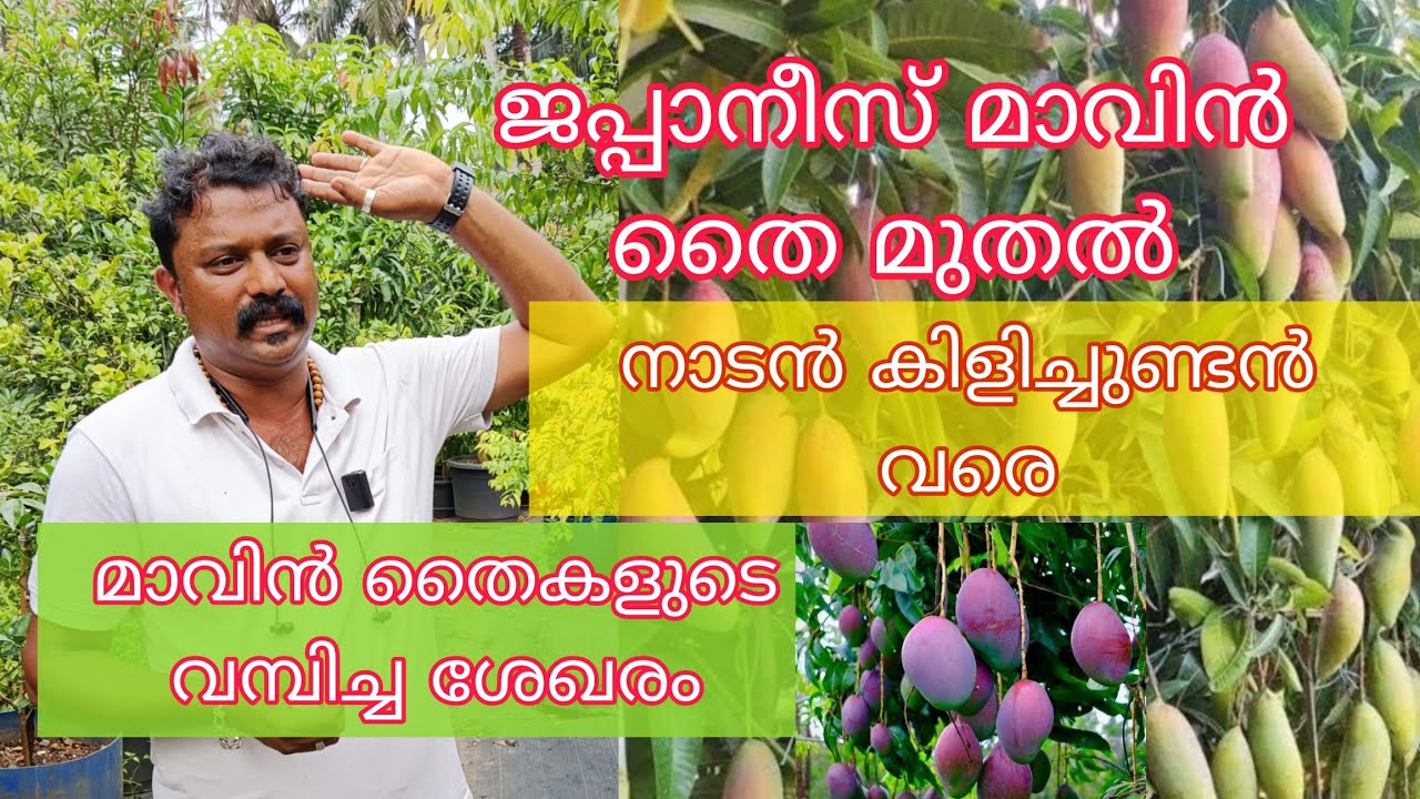 #Exotic Fruit Plants #royal green house#gardening in malayalam#kerala farming videos