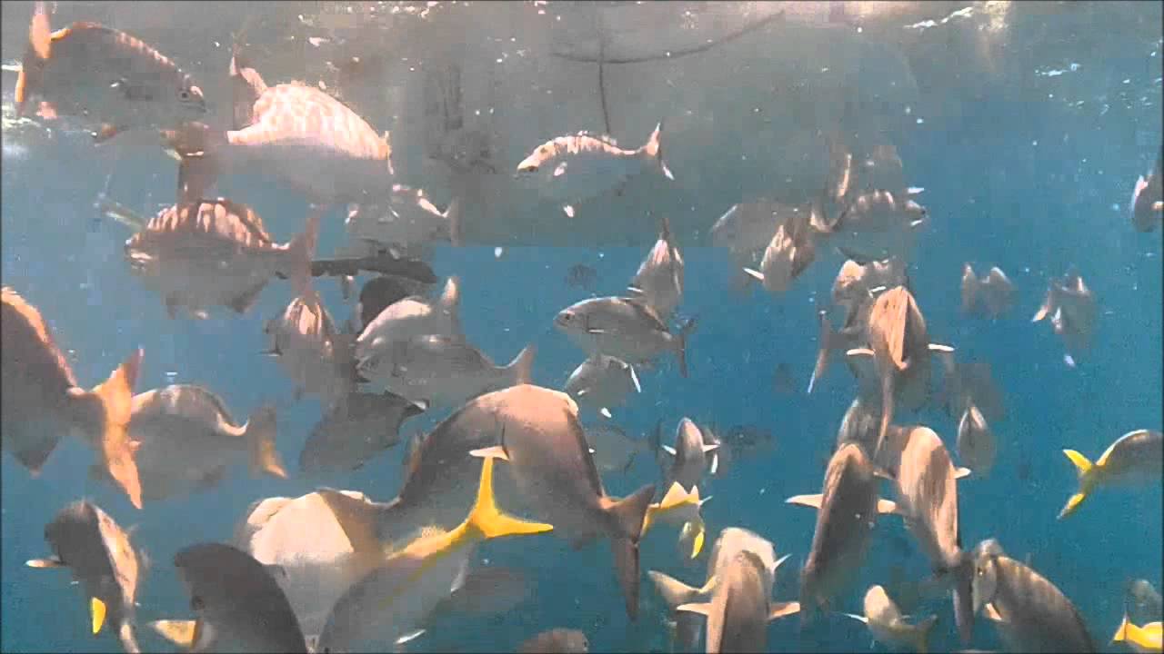 Florida Key Largo Snorkeling Fish Haven High Definition 720 YouTube