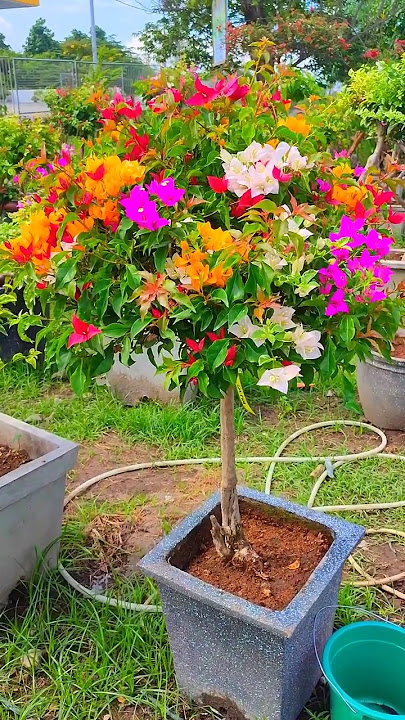 Bougainvillea Grafted Multi color / Rare Collection / Flowers bloom / tips grow bougainvillea