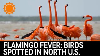 Flamingo fever: Birds spotted throughout unexpected states | AccuWeather