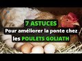 7 astuces pour amliorer la ponte chez les poulets goliath comment viter la chute de ponte