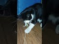 Tuxo is angry with me😾 #cat #cats #catvideos #angrycat #tuxedocat #tabbyandcali