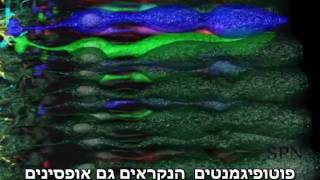 ראייה - אור ופעילות עצבית