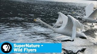 SUPERNATURE - WILD FLYERS | Masters of the Sky | PBS