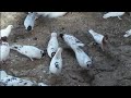 Как с 1 голубки взять  одновременно от разных самцов птенцов