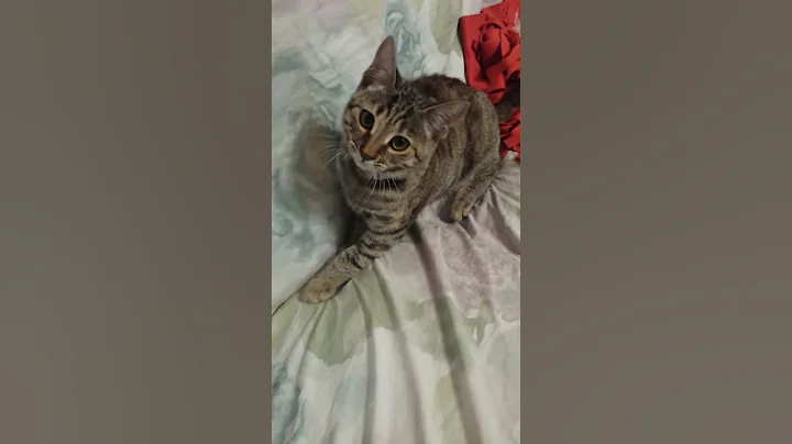 retriever cat gatto da riporto