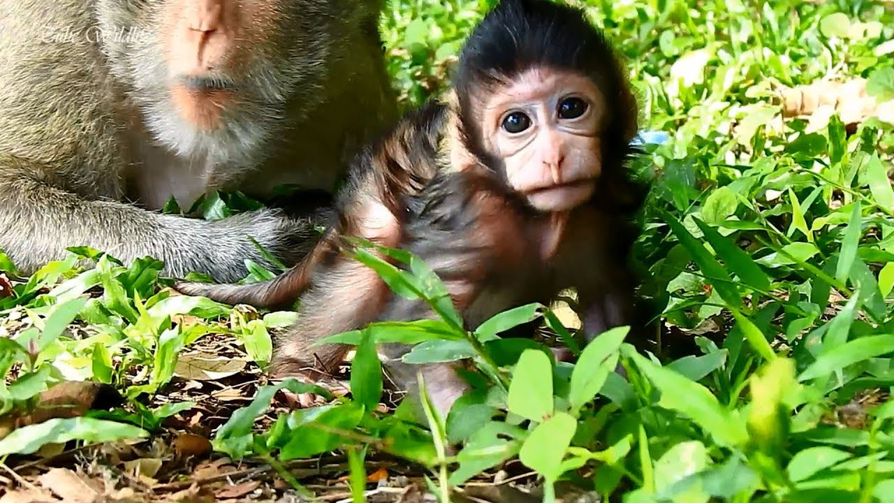 petco hours Adorable Mama LIZZY Lets Her New Baby LIZZZ Learns Walking More/ LIZZA IS THE MOST LOVELIEST GIRL.