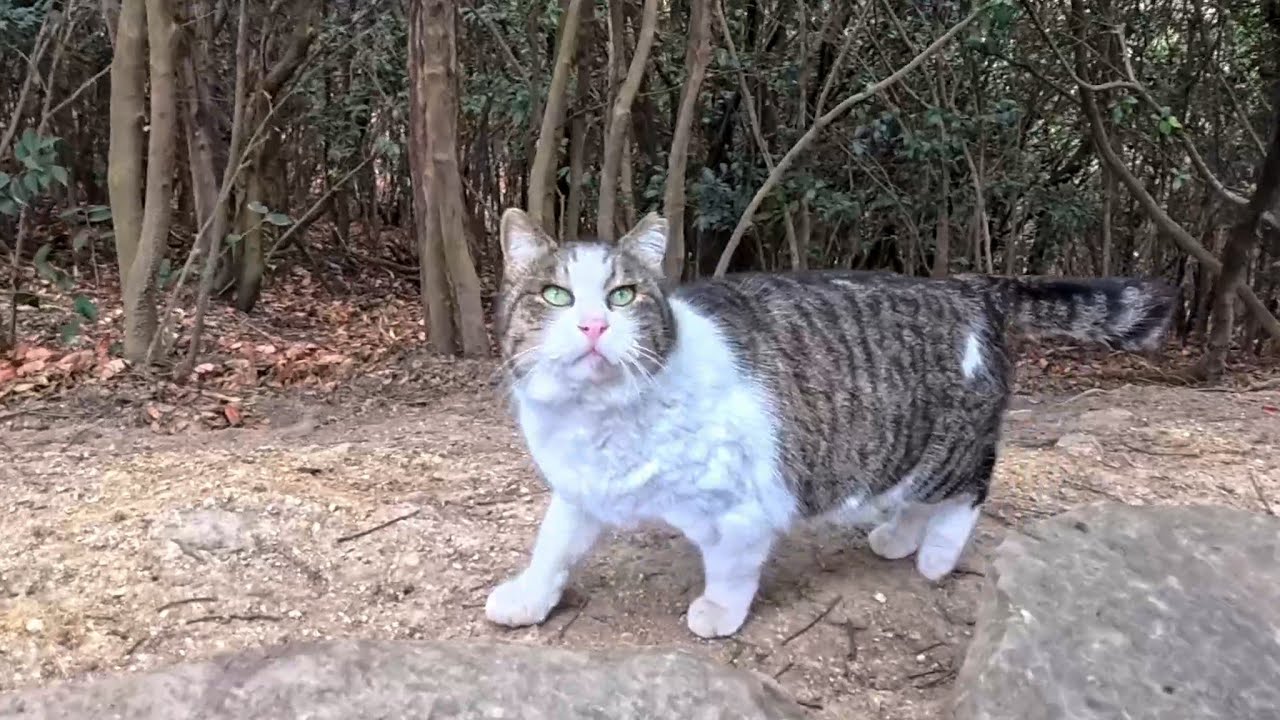 ハイキング中、猫がモフられに出てきた…と思ったらまさかのイノシシ登場で空気が変わった