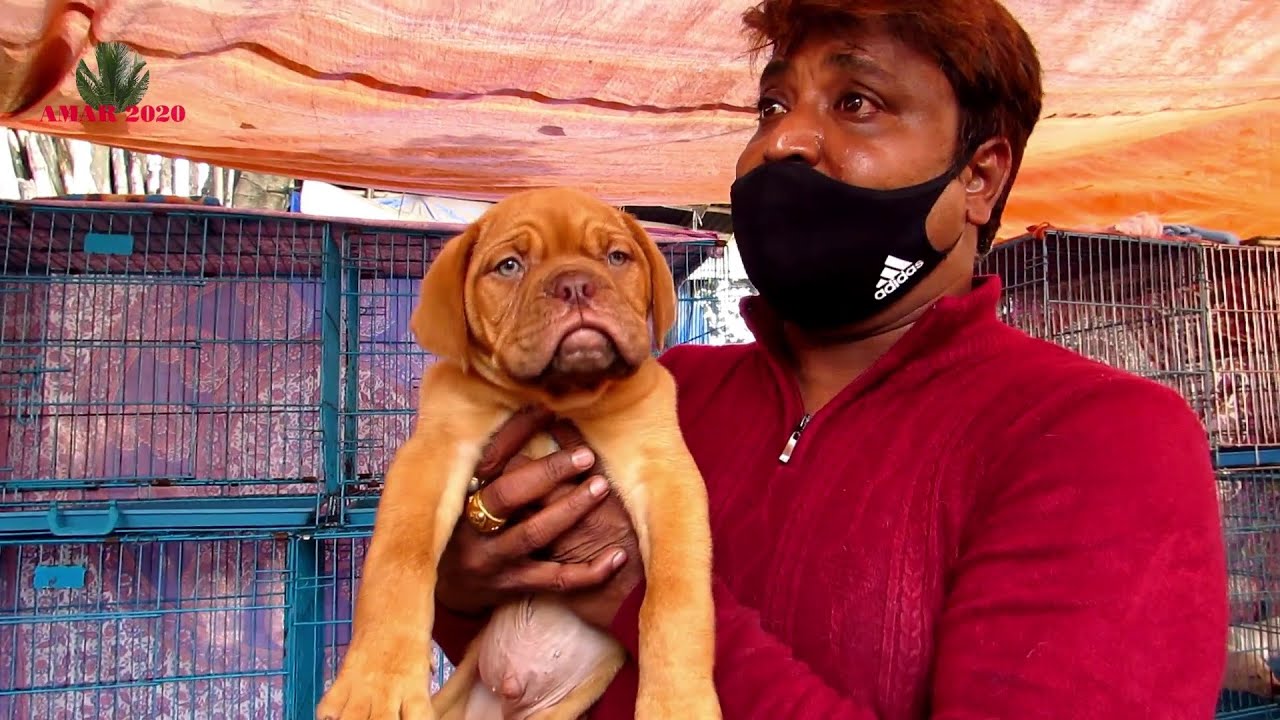 RECENT DOG PUPPY PRICE AT GALIFF STREET PET MARKET KOLKATA CUTE DOG