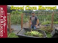 Harvesting this Year's Sweet Corn and Vegetable Garden Update