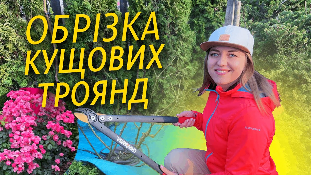 ОБРІЗКА КУЩОВИХ ТРОЯНД. ФЛОРІБУНДА ANGELA