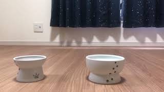 【子猫】チラ見ねこ