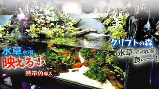 水草水槽に映える熱帯魚！【流木レイアウトのオープンアクア】