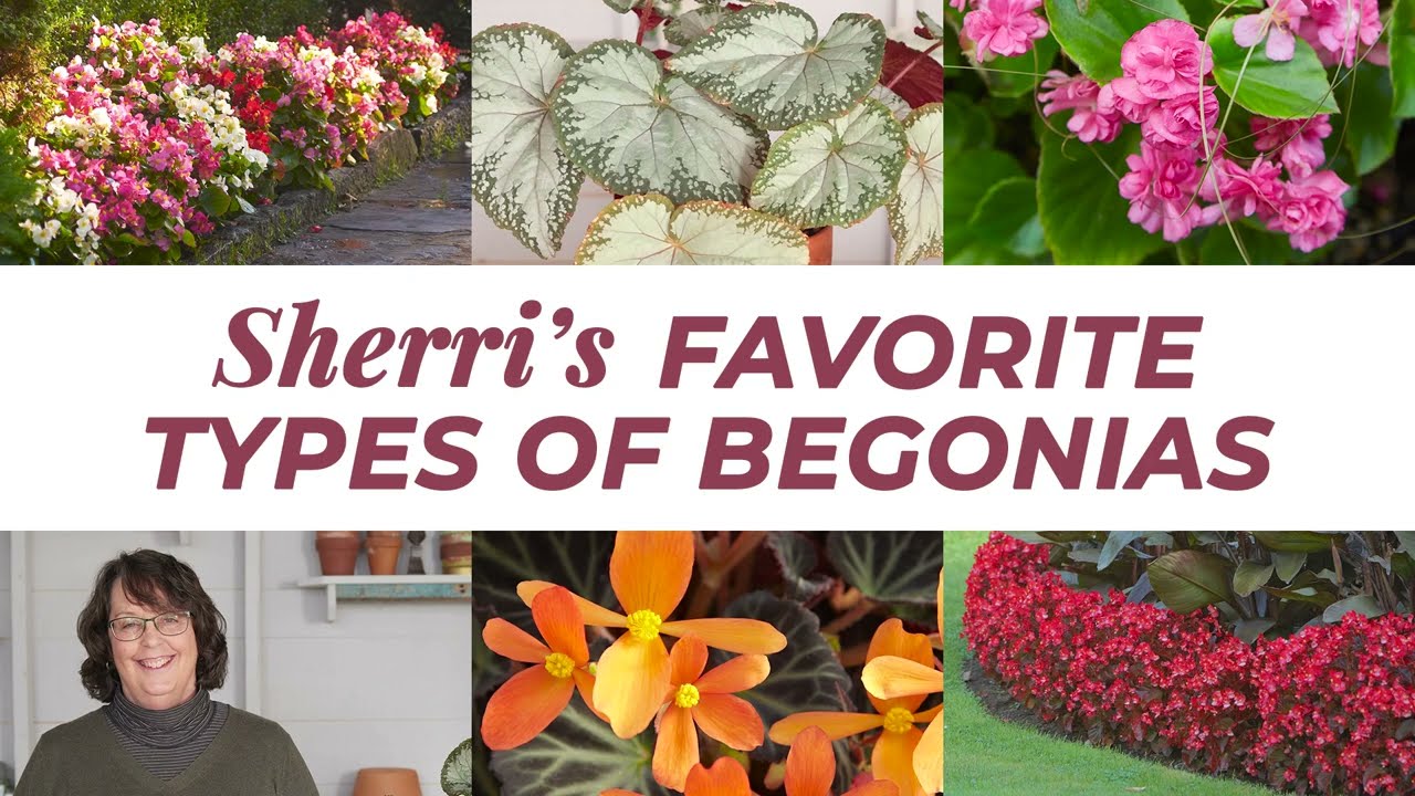 Know Your Begonias ベゴニア Know Your Begonias ベゴニア Know Your Begonias ベゴニア